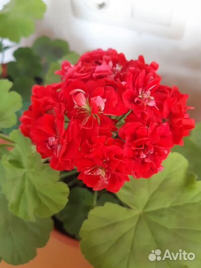 Розебудная пеларгония