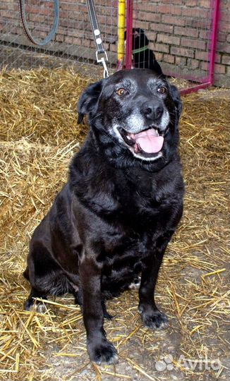 Собака в добрые руки