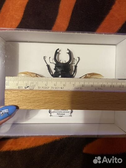 Рогач Стевенса Жук из Индонезии