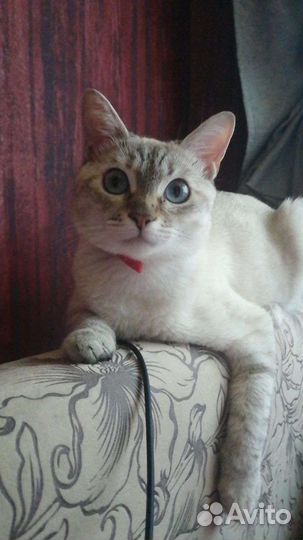 Кошка в дар бесплатно