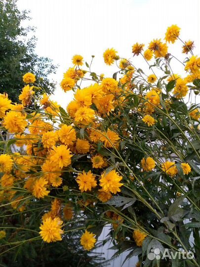 Садовые цветы многолетники