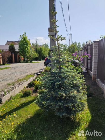 Ель голубая крупномер