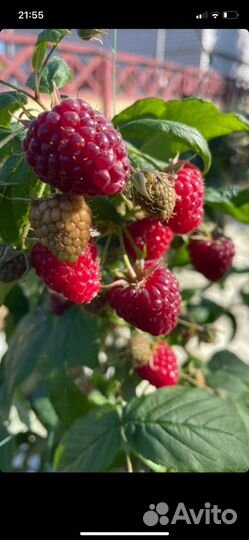 Саженцы малины