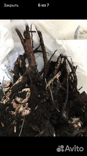 Пионы саженцы