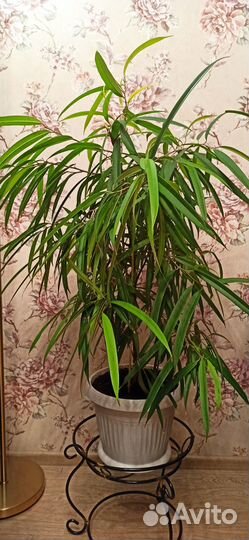 Фикус Али (Биннендийка)