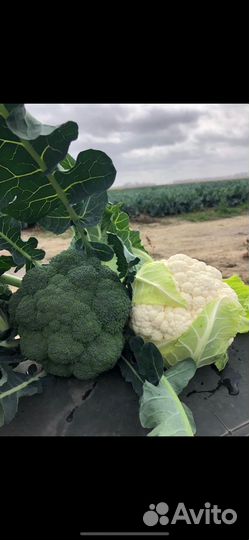 Брокколи и цветная капуста