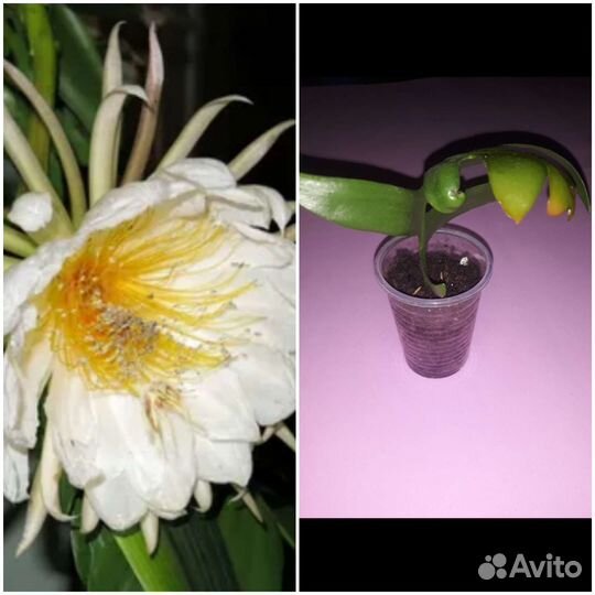 Суккуленты часть 2