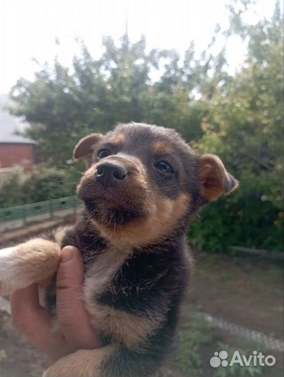 Отдам щенков