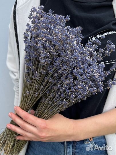 Крымская душистая лаванда