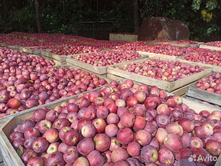 Яблоки сорта 