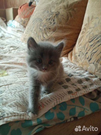 Кошки в добрые руки бесплатно