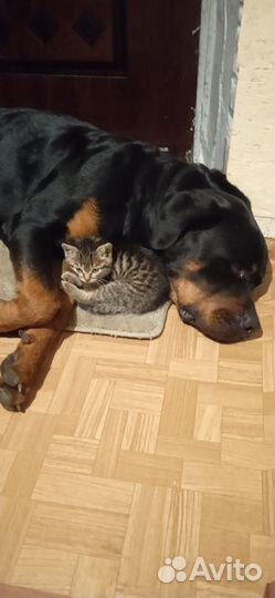 Ротвейлер ищем девочку