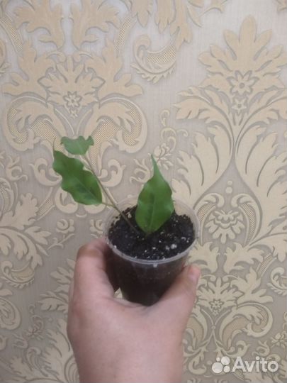 Фикус бенджамина