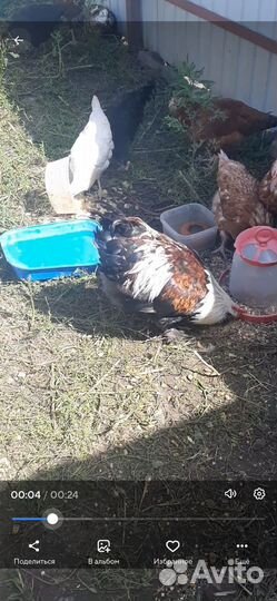 Породистый петух, молодой