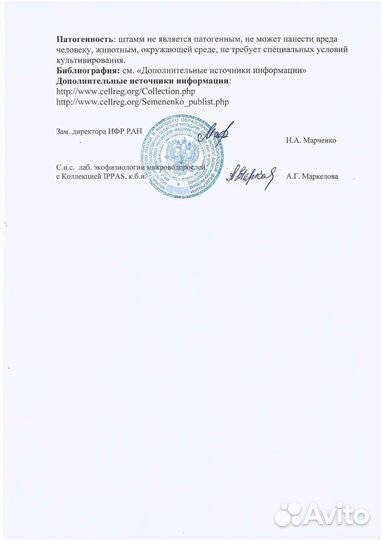 Бионапиток из живой микроводоросли хлорелла