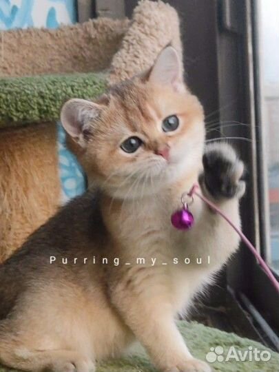 Плюшевая 3 мес, золотая кошечка
