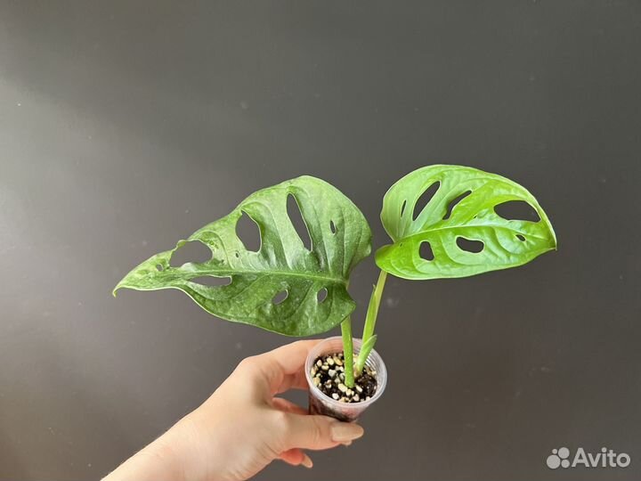 Монстера манки