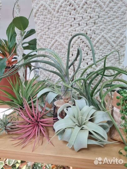 Тилландсии микс