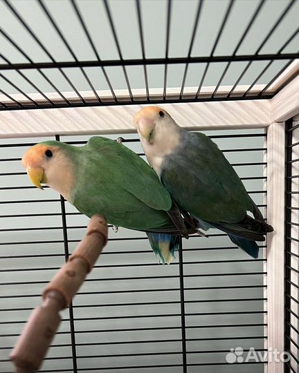 Попугай неразлучники с клеткой