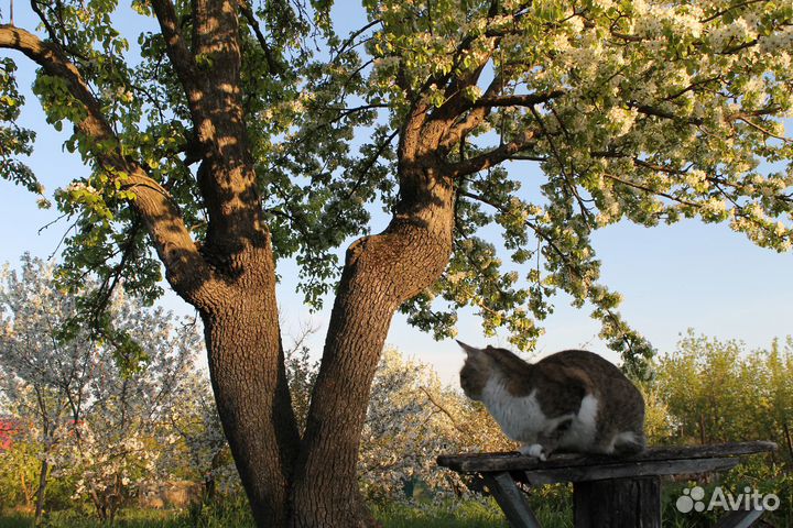 Обрезка плодовых деревьев