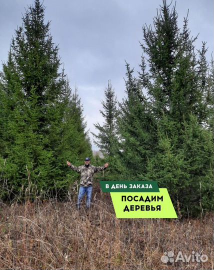 Ель обыкновенная