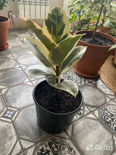 Фикус эластика тинеке