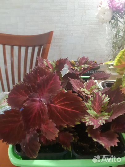 Колеусы вегетативные