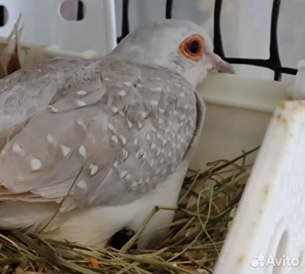 Бриллиантовые Горлицы