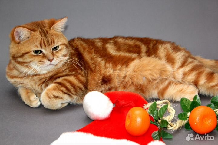 Роскошный Джастин, 9 лет, золотой мрамор