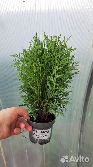 Туя западная