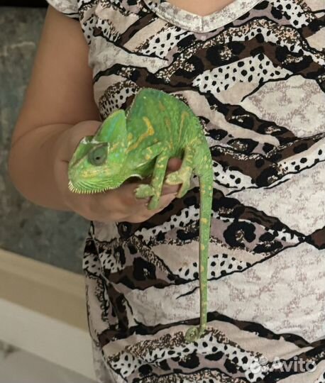 Террариум для хамелеона вместе с хамелеоном