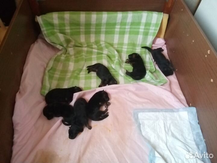 Щенки немецкой овчарки