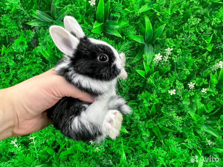 Мини карликовый кролик - нежное и доброе чудо