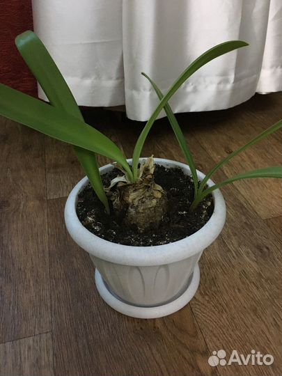 Гиппеаструм (амариллис)