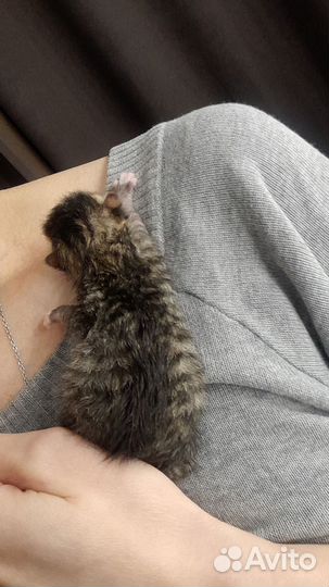 Котята в добрые руки бесплатно