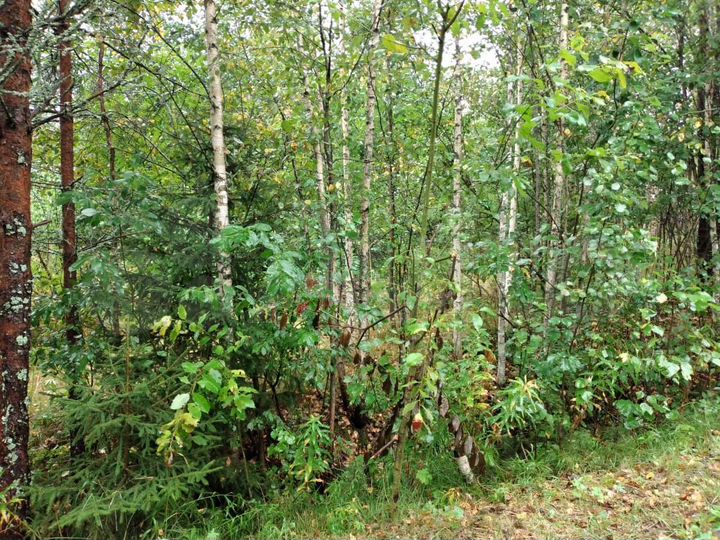 Участок 8 сот. (СНТ, ДНП)