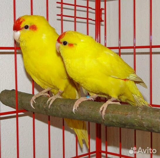 Попугаи пирруры птенцы