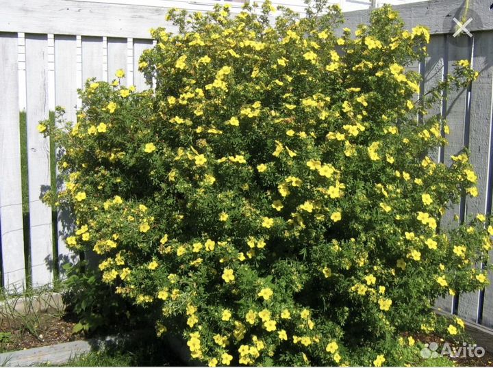 Лапчатка желтая