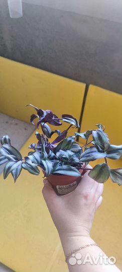 Традесканция зебрина