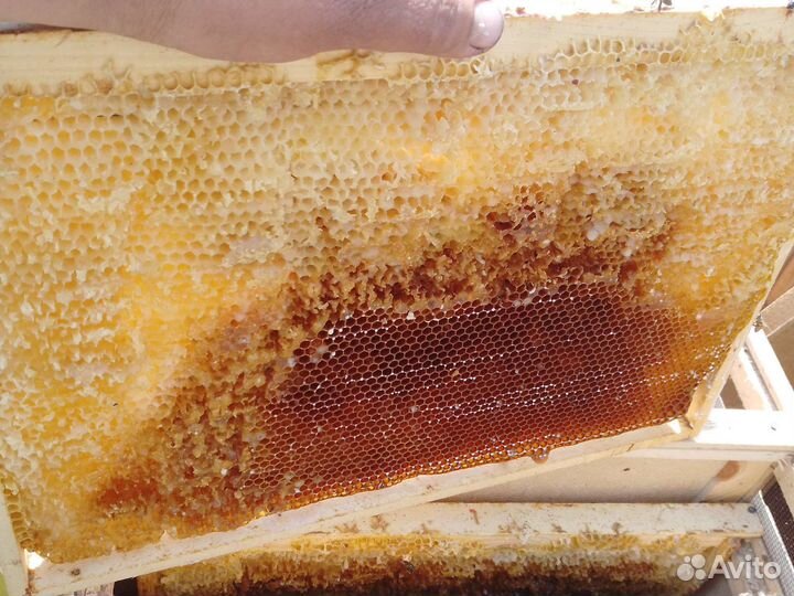 Рамки с сушью