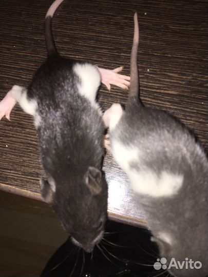 Новорожденные крысята дамбо бронь