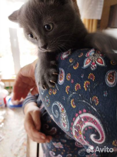 Отдам котят