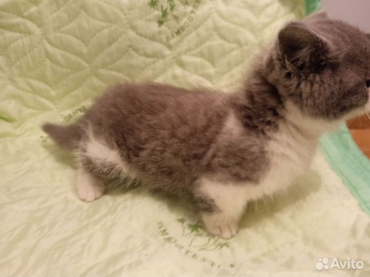 Котята манчкин кремовая девочка и голубой мальчик