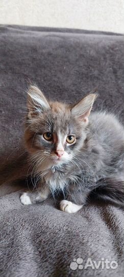 Котята мейн-кун