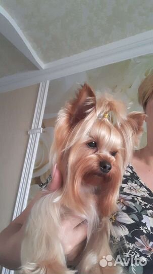 Йоркширский терьер мини вязка