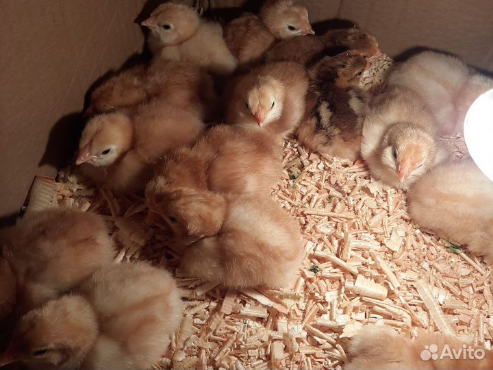 Инкубоционное яйцо и цыплята. Орловская ситцевая