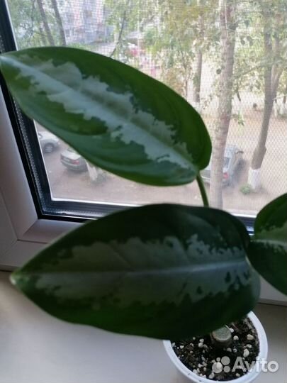 Цветы Филодендрон Биркин и Аглаонема Silver Bay