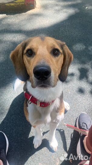 Собака в добрые руки отдам бесплатно