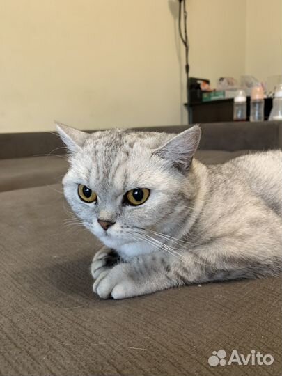 Британская кошка вязка