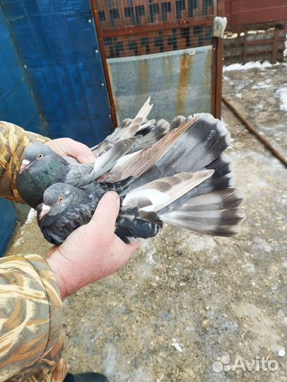 Продажа голубей